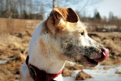 Close-up of dog on field during winter