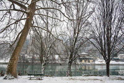 Bare trees by lake during winter