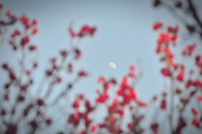 Low angle view of flowering plants against sky