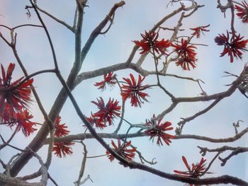 Beautiful erythrina variegata