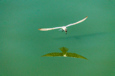 Close-up of bird flying