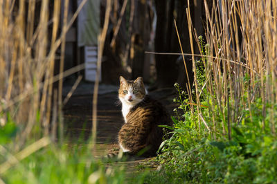 Portrait of cat sitting in footpath