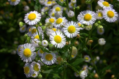 Close-up of white daisy flowers