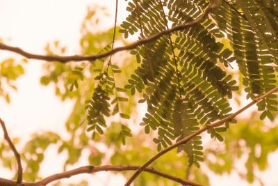 Low angle view of leaves on tree