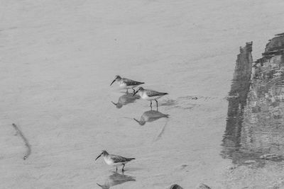 High angle view of birds on beach