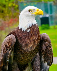 Close-up of bird