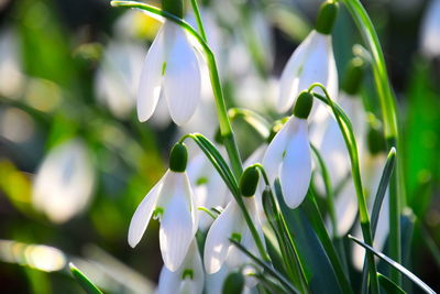 Close-up of white flowering plants