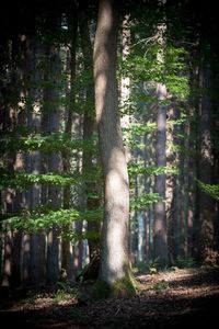 Pine trees in forest