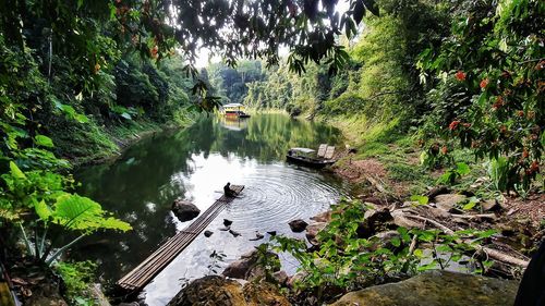 High angle view of river amidst trees in forest