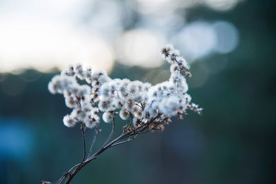 Close-up of frozen plant