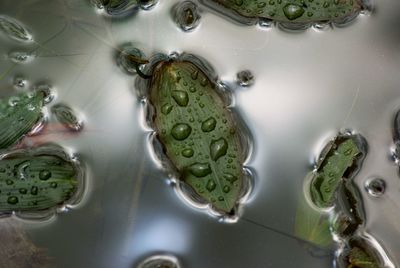 Full frame shot of water lily