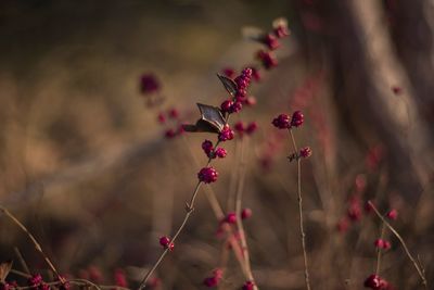 Close-up of pink flowering plant