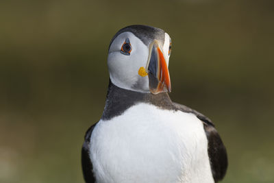 Close-up of puffin