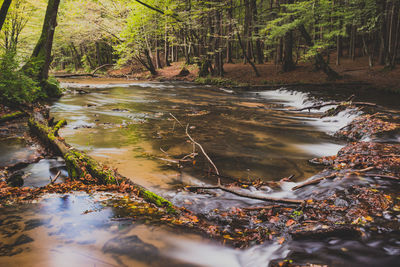 Stream amidst trees in forest