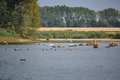 Ducks in a lake