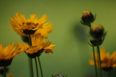 Close-up of yellow flowers blooming outdoors