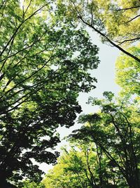 Low angle view of trees