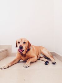 Portrait of puppy sitting on floor