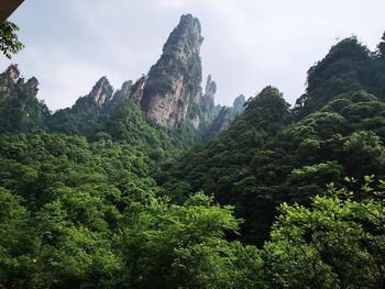 Scenic view of trees against sky
