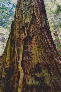 Close-up of tree trunk