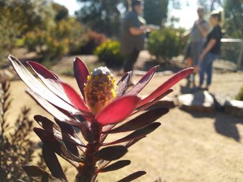 Close-up of flowering plant against blurred background