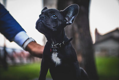 Black dog with hand against blurred background