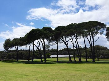 Trees on grassy field against cloudy sky