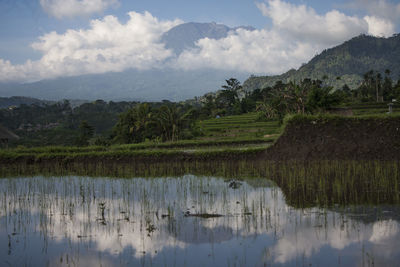 Scenic view of field by lake against sky