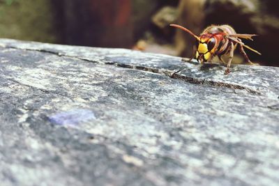 Close-up of insect on rock