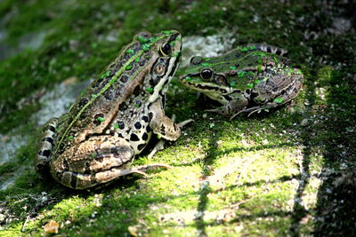 Close-up of snake on field
