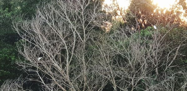 Close-up of tree growing in field