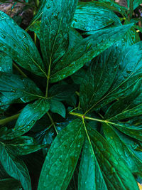 Full frame shot of wet leaves