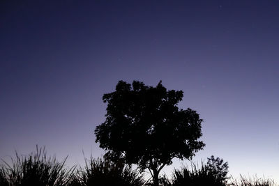 Low angle view of silhouette tree against clear sky at night