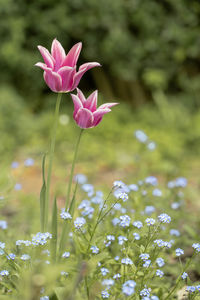 Close-up of pink flowering plant on field