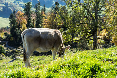 Cow standing on field against trees