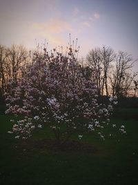 Fresh flowers on tree against sky