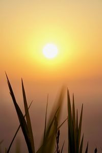 Close-up of silhouette plants against sunset sky