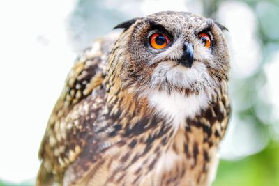 Close-up of owl