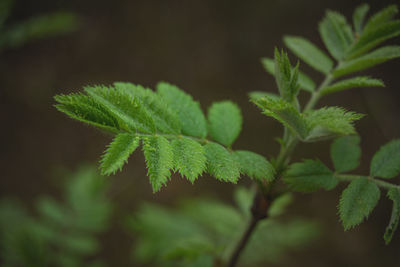 High angle view of plant leaves