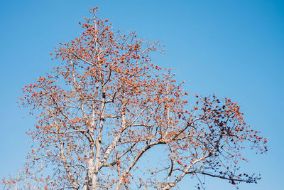 Low angle view of flowering tree against clear blue sky