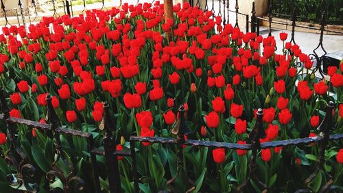 Close-up of red poppies blooming in park