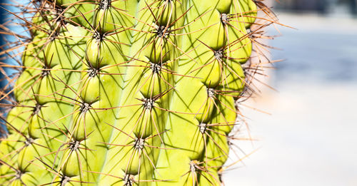 Close-up of cactus plant