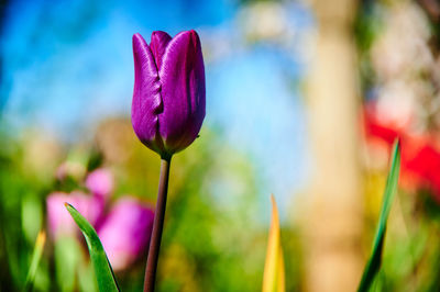 Close-up of pink flowering plant