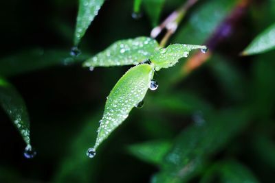 Close-up of raindrops on leaf