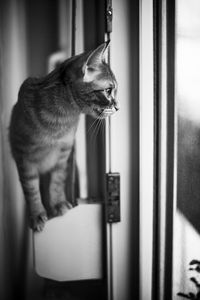 Cat looking away while sitting on window