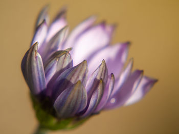 Close-up of purple flower against white background