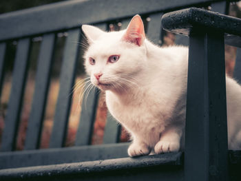 Close-up of cat sitting on balcony