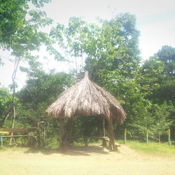 Trees on field