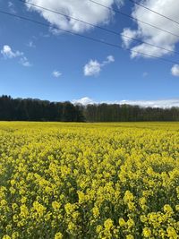 Scenic view of oilseed rape field against sky