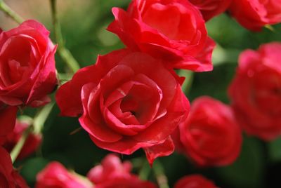 Close-up of pink roses